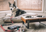 Medium Dog Bowl with Metal Legs 22x8x11.5